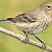 Yellow-rumped Warbler